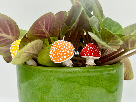 Amanita Mushrooms