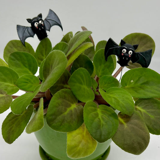 Vampire Bats